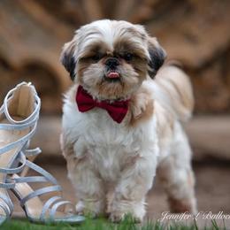 Shih Tzu Puppies from Willow Lane Shih Tzus