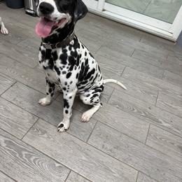 Lia - Dalmatian