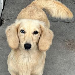 Latte - Cream Dapple- Full AKC - Dapple female Dachshund puppy in Stuart, Iowa from Johnson Family Corgis and more