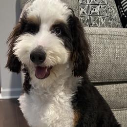 Bernedoodle and Goldendoodle All Grown Up from Elite Goldendoodles and Bernedoodles