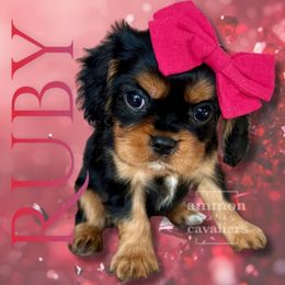 Ruby - Black and tan female Cavalier King Charles Spaniel puppy in Ammon, Idaho from Ammon Acres Cavaliers