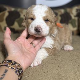 RUGER - Red male Bernedoodle puppy in Corpus Christi, Texas from The Henke Doodles