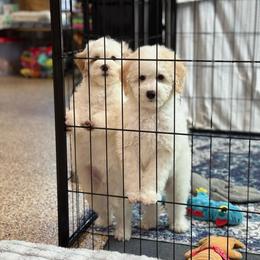 Sherbet - White male Sheepadoodle puppy in Wharton, Texas from Little Fur Friends