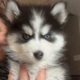 Nutmeg - Black and white female Pomsky puppy in Scandinavia, Wisconsin from Bonnie’s Little Fluffys