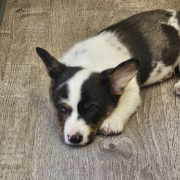 Cardigan Welsh Corgi and Labrador Retriever Puppies from LynnDee's Kennel
