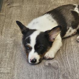 Cardigan Welsh Corgi and Labrador Retriever Puppies from LynnDee's Kennel