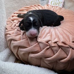 Bernedoodle Puppies from Bernedoodle Love Puppies