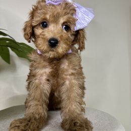 Goldendoodle Puppies from Simply Mini Goldendoodles