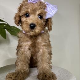 Goldendoodle Puppies from Simply Mini Goldendoodles