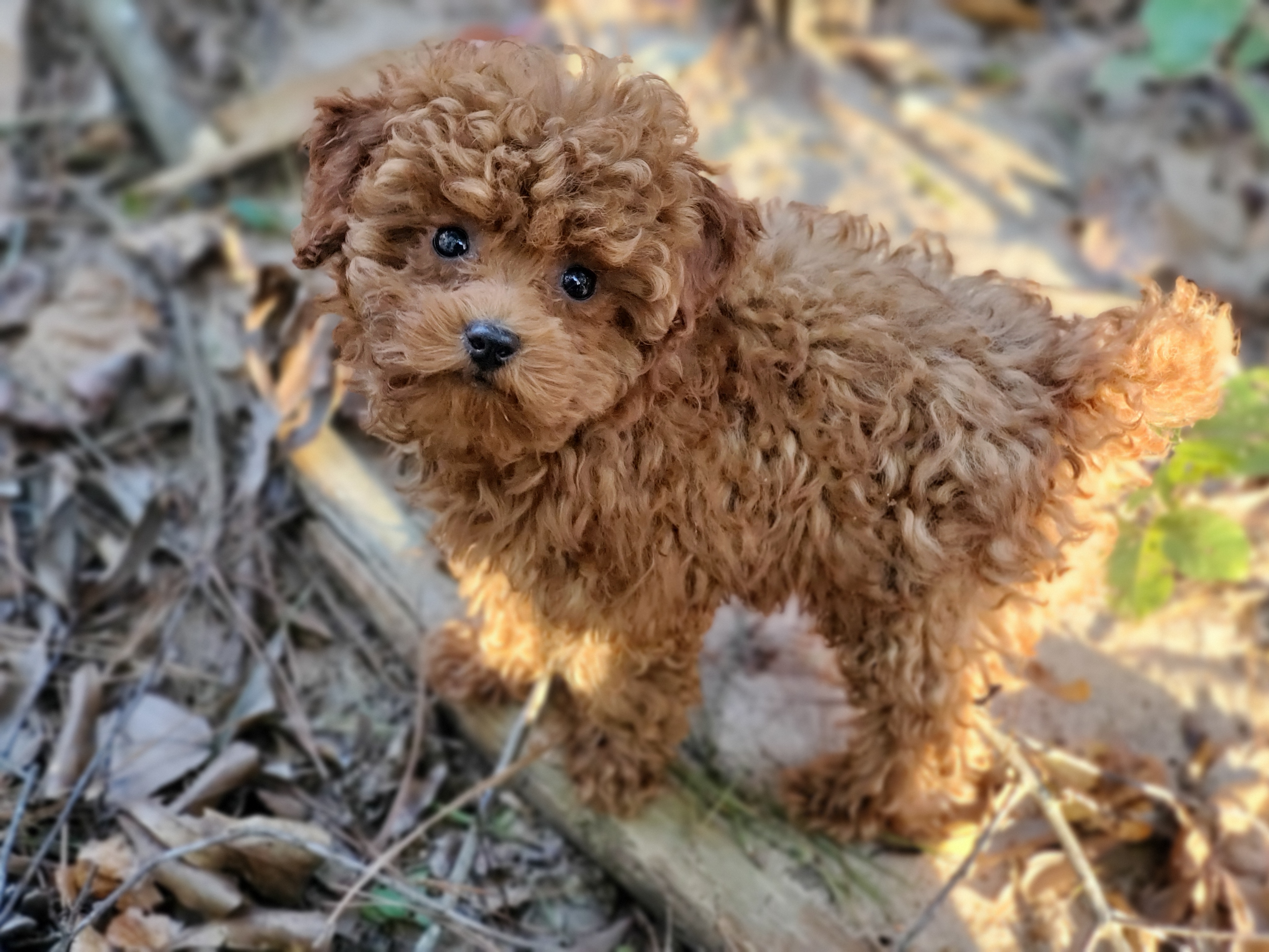 Poodles from Little Red Poodles