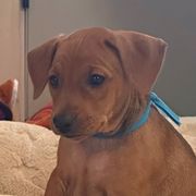Girl 4 - Red German Pinscher puppy in Olympic Peninsula, Washington from Immer Treu German Pinschers
