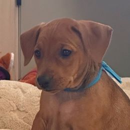 Girl 4 - Red German Pinscher puppy in Olympic Peninsula, Washington from Immer Treu German Pinschers