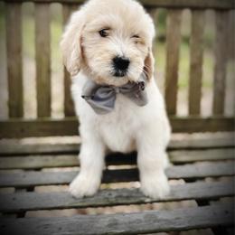 Pearl- white collar female - Cream female Goldendoodle puppy in Silsbee, Texas from Barkley Lane Doodles LLC