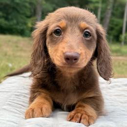 Hershey - pet only  AKC - Chocolate and tan male Dachshund puppy in Huntington, Texas from Wild Briar Dachshunds