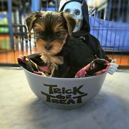 Yorkshire Terrier Puppies from Kathryn's Yorkies