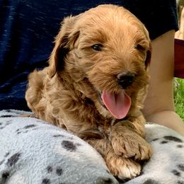 Goldendoodle Puppies from Fort Worth Goldendoodles