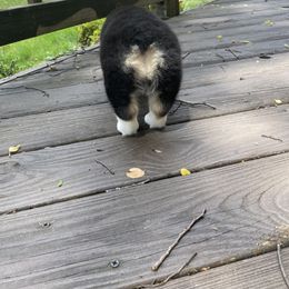 Pembroke Welsh Corgi Puppies from GLC Corgis
