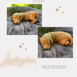 Boy 7 - Goldendoodle puppy in Nashville, Tennessee from Exclusive Doodles & Poodles