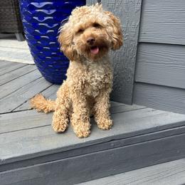 Mila - Cockapoo