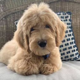 Goldendoodles from Fancy Pants Doodles