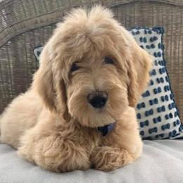 Goldendoodles from Fancy Pants Doodles