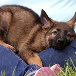 German Shepherd Puppies from Vom Anfang German Shepherds
