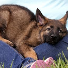 German Shepherd Puppies from Vom Anfang German Shepherds
