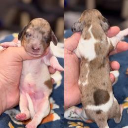 Delightful Derrick - Dapple male Dachshund puppy in Hornbeck, Louisiana from A&Z Mini Dachshunds