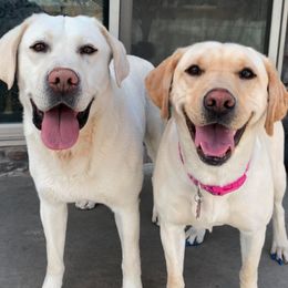 Labrador Retrievers from Cross Country Retrievers