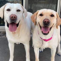 Labrador Retrievers from Cross Country Retrievers