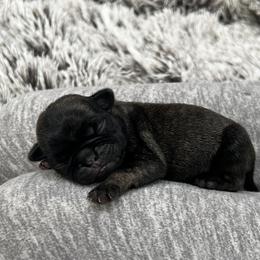 Boy 4 - Brindle male Pug puppy in Greeneville, Tennessee from Bear Mountain Farms