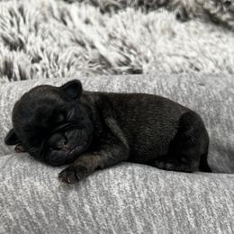 Boy 4 - Brindle male Pug puppy in Greeneville, Tennessee from Bear Mountain Farms
