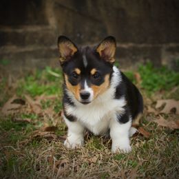 Pembroke Welsh Corgi Puppies from Dream Corgis