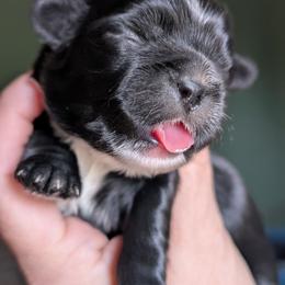 Remi - Black and white male Shih Tzu puppy in Claxton, Georgia from Small Pawz Shih tzu