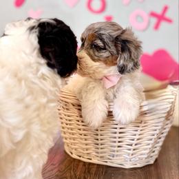 Loki - Blue merle and white male Sheepadoodle puppy in Spanish Fork, Utah from Maplesierradoodles
