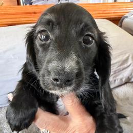 Juliette - Dapple female Dachshund puppy in Griffin, Georgia from Always Trippin' Doxie Life