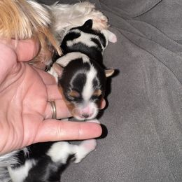 Parti female ,lots of black and tan - Parti female Yorkshire Terrier puppy in Pikeville, North Carolina from A Yorkie’s World