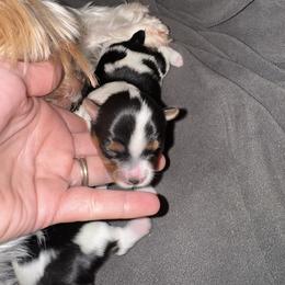 Parti female ,lots of black and tan - Parti female Yorkshire Terrier puppy in Pikeville, North Carolina from A Yorkie’s World