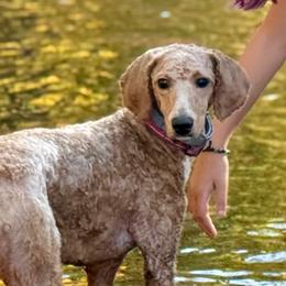 Poodle All Grown Up from Falling star poodles