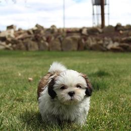 Girl 2 - Red and white female Shih Tzu puppy in Craig, Colorado from Rocky Mountain Shih Tzus and Dry Creek Miniature Dachshunds
