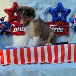 Beryl - Sable and white male Shetland Sheepdog puppy in Altha, Florida from Hill Top Shelties