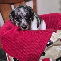 Green - Dapple male Dachshund puppy in Salem, Oregon from Wonder Weenies