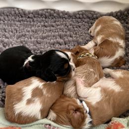 Cavalier King Charles Spaniel puppies from Foster Cavaliers