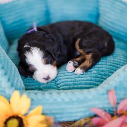 Girl 2 - female Bernedoodle puppy in Conroe, Texas from Cookie's Cuties