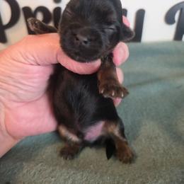 Boy 1 - Black and gold male Yorkshire Terrier puppy in Clermont, Florida from Bella's Prissy Butts
