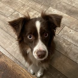 Olive - Miniature Australian Shepherd