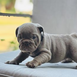 Lilac Boy - Lilac tri-color male Bulldog puppy in Amarillo, Texas from Bomb City Bulldogs