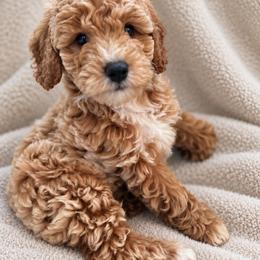 Joe - Apricot male Goldendoodle puppy in Hamilton, Alabama from Sweet Doodles of Alabama