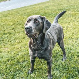 Graycie - Labrador Retriever