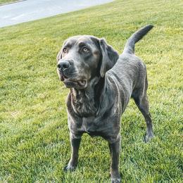 Graycie - Labrador Retriever